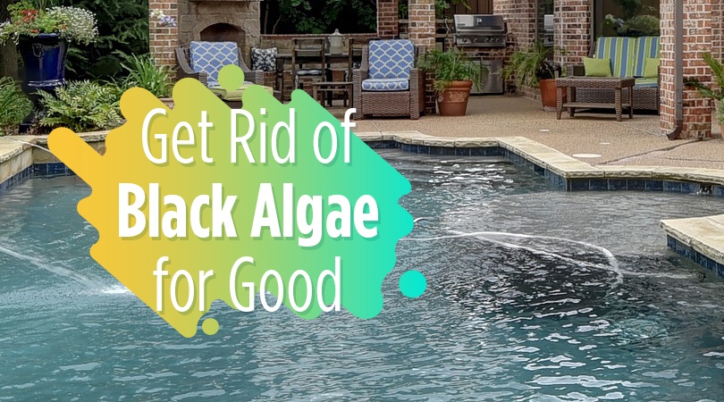 Get Rid of Black Algae for Good